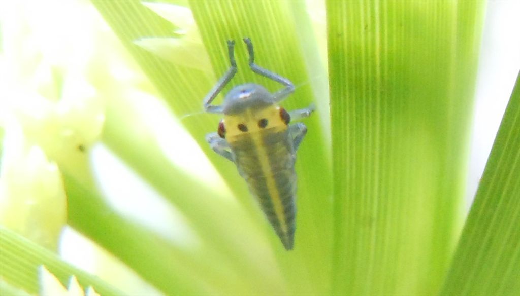 Neanide di Cicadella viridis